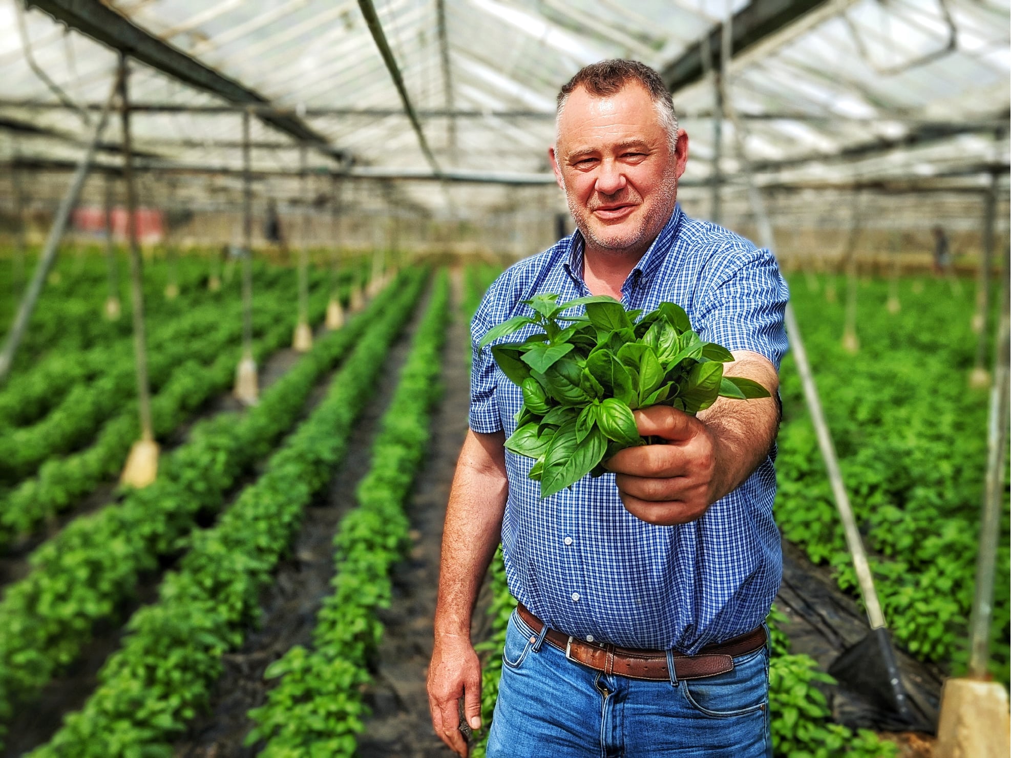 Stephen McCoramck holding bunch of basil in glasshouse
